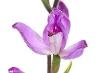 Attēlu rezultāti vaicājumam “Cephalanthera rubra bud”