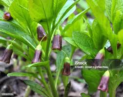 Attēlu rezultāti vaicājumam “Scopolia carniolica flower”