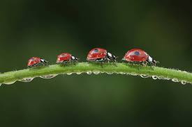 Attēlu rezultāti vaicājumam “Coccinella septempunctata imago”