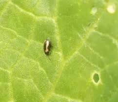 Attēlu rezultāti vaicājumam “Phyllotreta sp.”