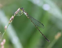 Attēlu rezultāti vaicājumam “Comatricha fragilis”