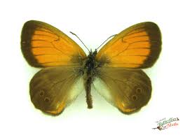 Attēlu rezultāti vaicājumam “Coenonympha arcania underside”