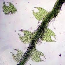 Attēlu rezultāti vaicājumam “Cephalozia loitlesbergeri”