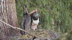 Attēlu rezultāti vaicājumam “Ciconia nigra nest”