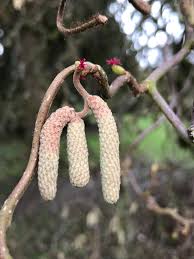 Attēlu rezultāti vaicājumam “Corylus avellana female flower”