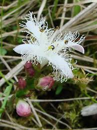 Attēlu rezultāti vaicājumam “Menyanthes trifoliata”
