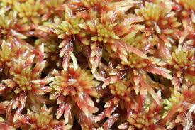 Attēlu rezultāti vaicājumam “Sphagnum russowii”