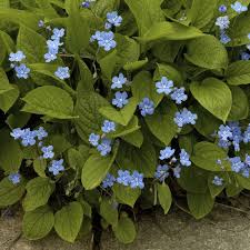 Image result for Omphalodes verna