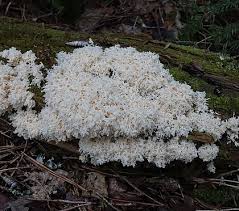 Attēlu rezultāti vaicājumam “Fuligo luteonitens”