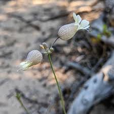 Attēlu rezultāti vaicājumam “Silene vulgaris bud”