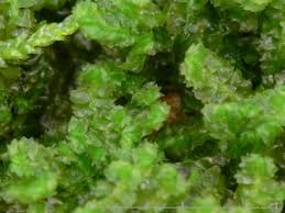 Attēlu rezultāti vaicājumam “Barbilophozia barbata”