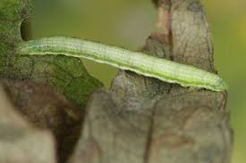 Attēlu rezultāti vaicājumam “Anticollix sparsata”