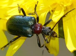 Attēlu rezultāti vaicājumam “Gaurotes virginea”