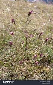 Attēlu rezultāti vaicājumam “Odontites vulgaris leaf”