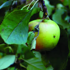 Attēlu rezultāti vaicājumam “Malus”