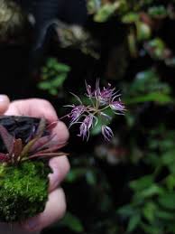 Attēlu rezultāti vaicājumam “Didymium aggregatum macro”