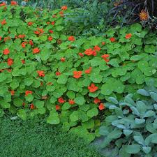 Attēlu rezultāti vaicājumam “Tropaeolum majus leaf”