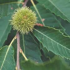 Attēlu rezultāti vaicājumam “Castanea sativa  leaf”