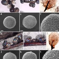 Attēlu rezultāti vaicājumam “Lamproderma ovoideum stalked”