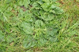 Attēlu rezultāti vaicājumam “Plantago major”