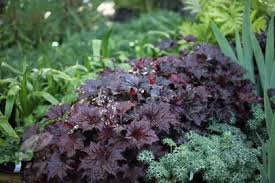 Image result for HEUCHERA americana 'Palace Purple Auslese'