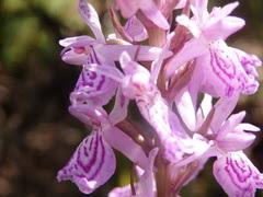 Attēlu rezultāti vaicājumam “Dactylorhiza maculata”
