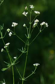Attēlu rezultāti vaicājumam “Galium elongatum leaf”