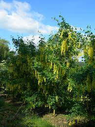 Attēlu rezultāti vaicājumam “Laburnum anagyroides”