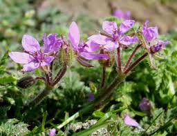 Attēlu rezultāti vaicājumam “Erodium cicutarium”