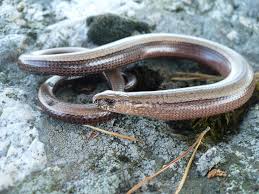 Attēlu rezultāti vaicājumam “Anguis fragilis”