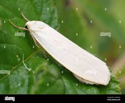 Attēlu rezultāti vaicājumam “Eilema griseola larva”