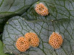 Attēlu rezultāti vaicājumam “Uromyces dactylidis”