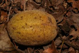 Attēlu rezultāti vaicājumam “Juglans cinerea fruit”