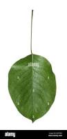 Attēlu rezultāti vaicājumam “Pyrus pyraster leaf”