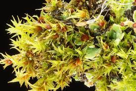 Attēlu rezultāti vaicājumam “Ceratodon purpureus sporophyte”