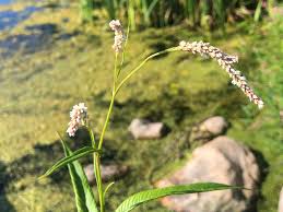 Attēlu rezultāti vaicājumam “Persicaria lapathifolia flower”