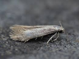 Attēlu rezultāti vaicājumam “Elachista argentella”