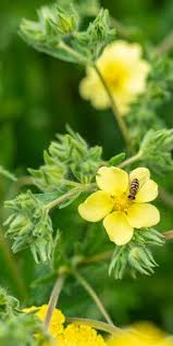 Image result for Potentilla recta