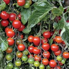 Afbeeldingsresultaat voor millionaire tomato