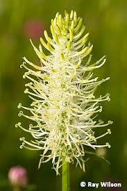 Attēlu rezultāti vaicājumam “Phyteuma spicatum”