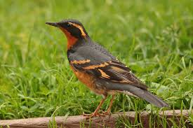 Image result for Ixoreus naevius