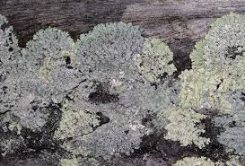 Attēlu rezultāti vaicājumam “Stemonitopsis hyperopta var. landewaldii macro”