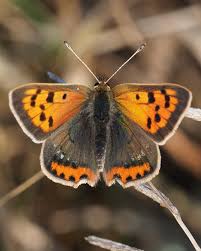 Attēlu rezultāti vaicājumam “Lycaena phlaeas underside”
