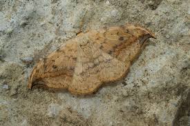 Attēlu rezultāti vaicājumam “Drepana falcataria”