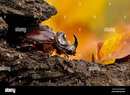 Attēlu rezultāti vaicājumam “Oryctes nasicornis male”