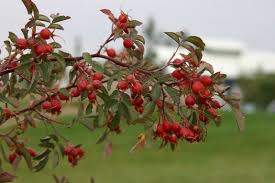 Attēlu rezultāti vaicājumam “Rosa glauca leaf”