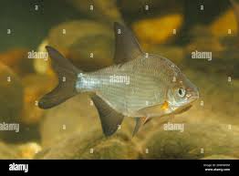 Image result for Blicca bjoerkna