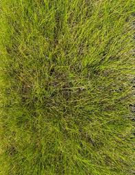 Attēlu rezultāti vaicājumam “Juncus gerardii bud”