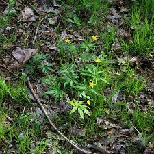 Attēlu rezultāti vaicājumam “Anemone ranunculoides bud”
