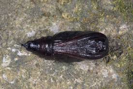 Attēlu rezultāti vaicājumam “Hypomecis roboraria”